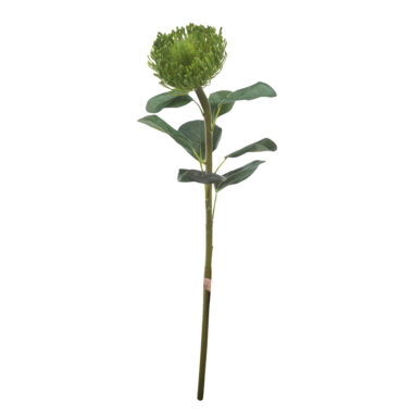 PLANTA VERDE