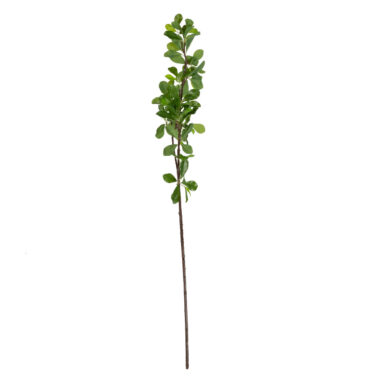 TREE BRANCH