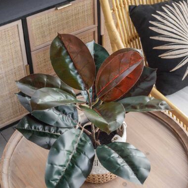 PLANTA CON MACETA