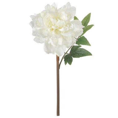 PEONIA BLANCA