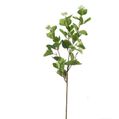 EUCALIPTO VERDE