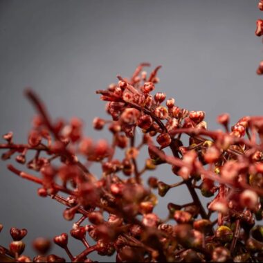 PLANTA ARTIFICIAL VINO TINTO